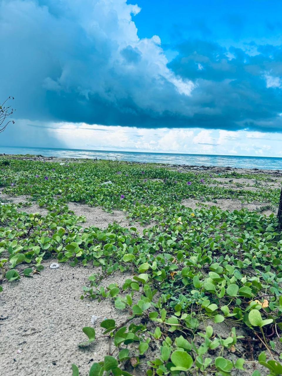 Delft Jeyam Resorts Delft East Dış mekan fotoğraf